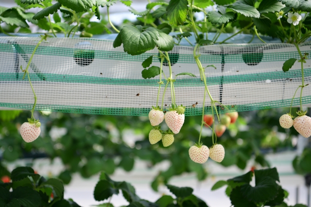 蜂に刺されて病院送り！？いちご農園でのアルバイト体験談！夏場は酷暑との闘い！